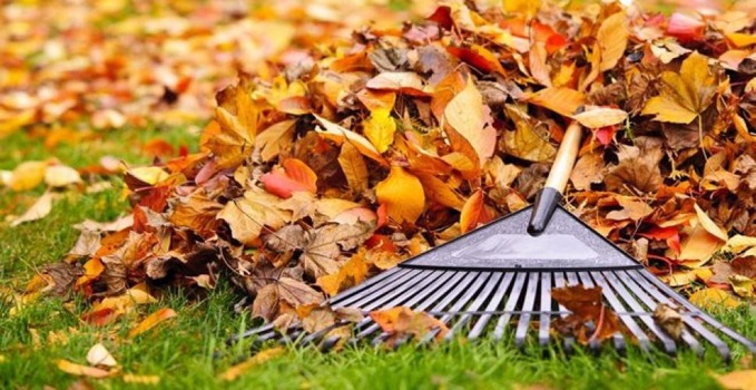 feuilles_mortes