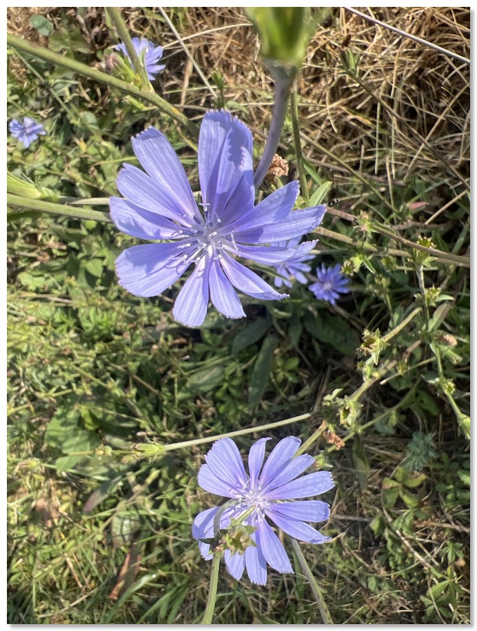 Wegwarte (Cichorium intybus) Die Pflanze mit den hellblauen Blüten…