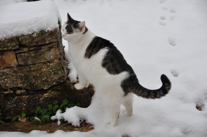 DSC_0439.jpg