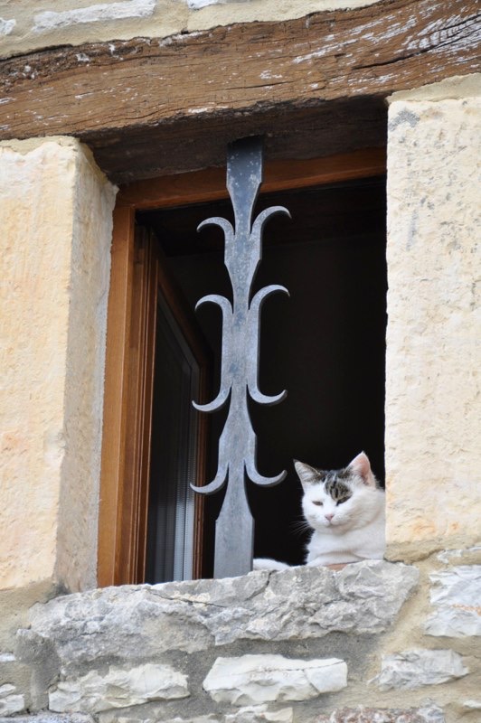 DSC_0781.jpg