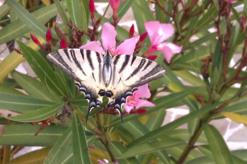 IMAG0138.jpg