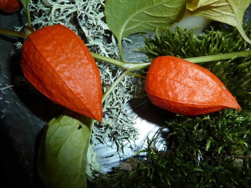 P1000441.jpg